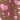 Iridescent Light Bright Walnut