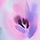 Lite Flower Lavender