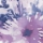Dandelion Burst