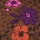 Petal Spots